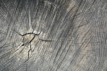 Текстура/ Поперечный разрез старого дерева с трещинами. © burabay