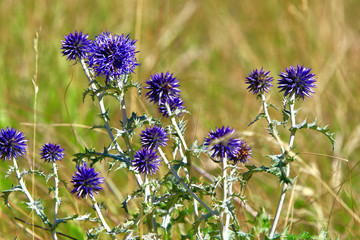 OURSIN DE PROVENCE PLANTE