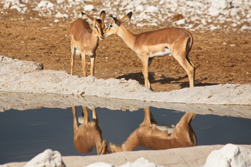 Group of black faced impalas at a waterhole in Etosha National Park in Namibia in Africa