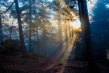 Sonnenstrahlen durchdringen den Nebel im Vogesenwald