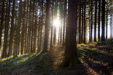 Sonnenstrahlen in den Wälder des Schwarzwaldes nahe Freiamt