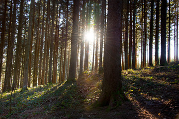 Obraz premium Sonnenstrahlen in den Wälder des Schwarzwaldes nahe Freiamt