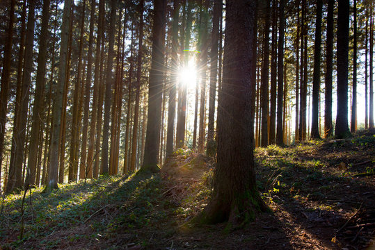 Sonnenstrahlen in den Wälder des Schwarzwaldes nahe Freiamt © Tanja Voigt 