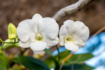 Two white head orchid on green branch