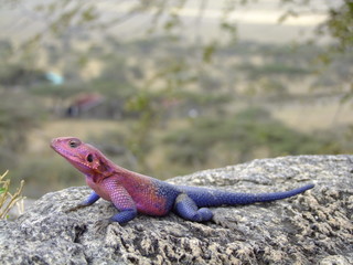  Felsenagame lila pink