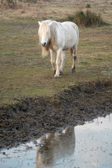 Fototapeta premium Morgenstimmung in der Camargue