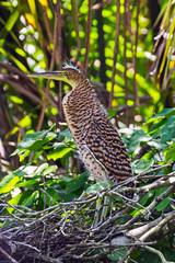 Juvenile Bare-throated Tiger Heron in the bush - Tortuguero National Park in Costa Rica