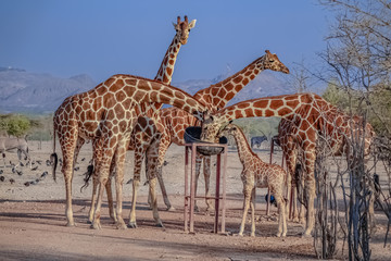 Giraffenfamilie