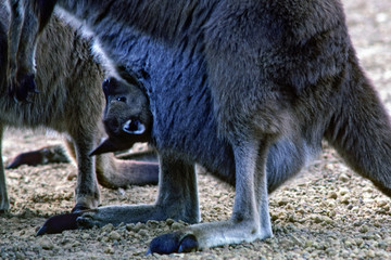 Close-up of a baby kangaroo upside down in mother's pouch - Australia