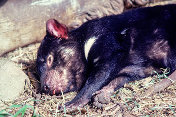 Sleeping tasmanian devil close up - Australia