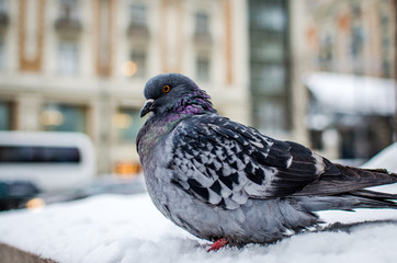 Winter dove furry close up. A pigeon in the winter sits in the snow against the backdrop of a street that is out of focus