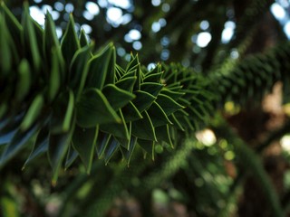 Tip of a conifer close up