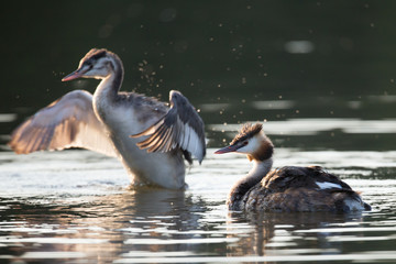 Haubentaucher bei der Gefiederpflege
