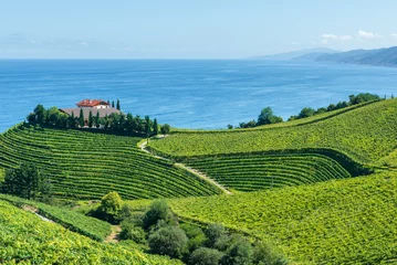 Txakoli Weinberge mit Kantabrischen Meer im Hintergrund, Getaria im Baskenland, Spanien © Noradoa
