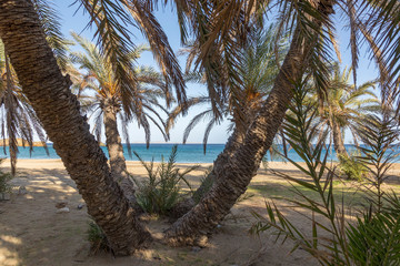 Fototapeta na wymiar Vai beach with palm trees. Est coast of Crete Greece
