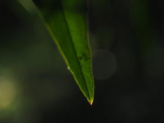 Tip of a green leave, close up
