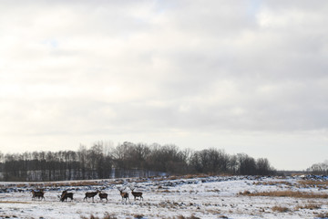 Beautiful sunny, cold winter view of field with wildlife animals.