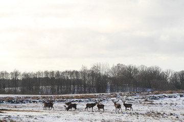 Beautiful sunny, cold winter view of field with wildlife animals.