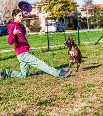 Bull terrier jumping during disc dog training with girl