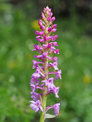 Die duftenden Blüten des Mücken-Händelwurz sind rosafarben bis dunkelpurpurrot