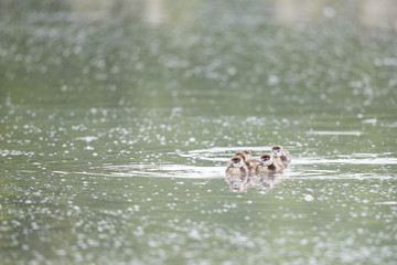 Nilgansfamilie