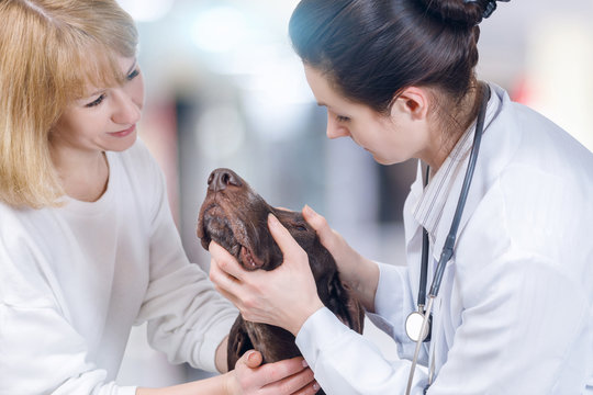 A vet is checking the dog's eye.