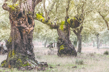 Las Majadas National Park in San Pedro de Ceque in Zamora, place of millenary oaks (Spain)