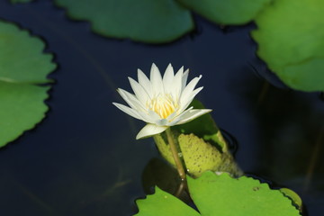 White Lotus in the river.