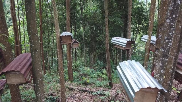 wooden bee farm at malaysia