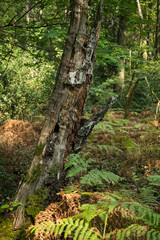 Morscher Birkenstamm