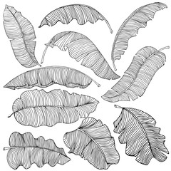 A set of exotic, white banana leaves with a black outlines, isolated on a white background. Decorative image with tropical foliage. Vector illustration. 
