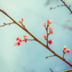 Beautiful Wild Himalayan Cherry flower.