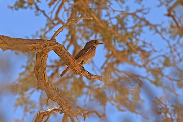 Rostschwanzschmätzer (Cercomela familiaris) im Deadvlei im Namib Naukluft Nationalpark (Namibia)