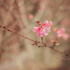 Beautiful Wild Himalayan Cherry flower.