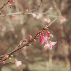 Beautiful Wild Himalayan Cherry flower.