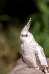 Portrait eines Nymphensittich, Haubensittig