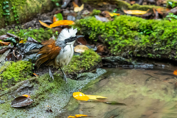 A White-crested Laughingthrush standing near a natural small pond