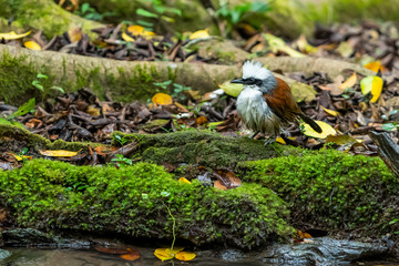A White-crested Laughingthrush standing near a natural small pond