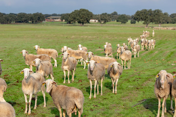 Flock of sheep grazing