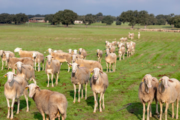 Obraz premium Flock of sheep grazing