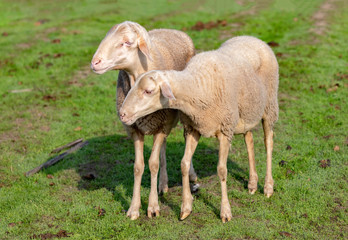Flock of sheep grazing