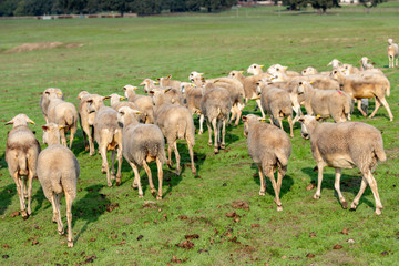 Obraz premium Flock of sheep grazing