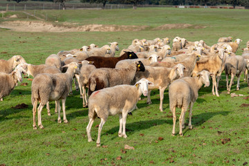 Flock of sheep grazing