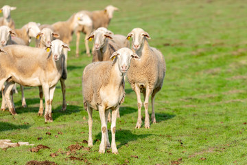 Obraz na płótnie Canvas Flock of sheep grazing