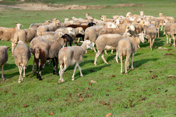 Obraz premium Flock of sheep grazing