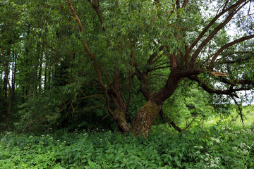old tree in the forest