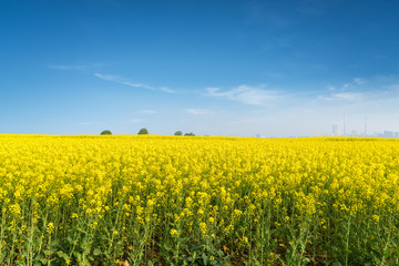 Obraz premium rapeseed flowers field in spring
