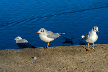 Seagulls near to the water
