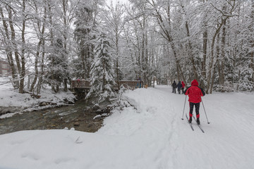 Cross Country Skiing in the woods