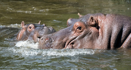 Hippopotamus family. Latin name - Hippopotamus amphibius